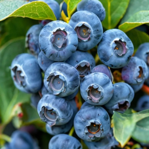 Голубика "Bluecrop"