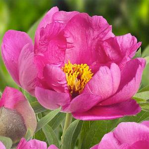 Пион ИТО "Pink Ardour"