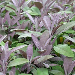 Шалфей лекарственный "Purpurascens"