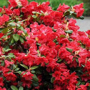 Рододендрон тупой "Scarlet Wonder"