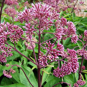 Посконник пятнистый "Atropurpureum"