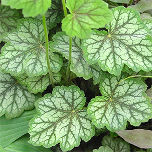 Гейхера "Dale's Strain"
