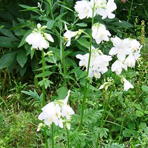 Синюха голубая "White"