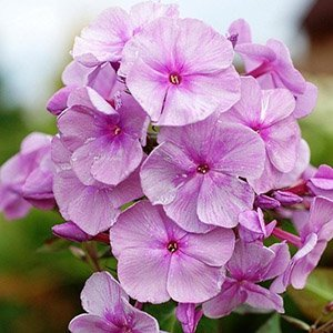 Флокс метельчатый "Седой Урал"