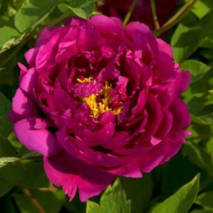 Пион древовидный "Black Dragon Holds a Splendid Flower"