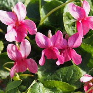Виола (фиалка) душистая "Coeur D'Alsace"