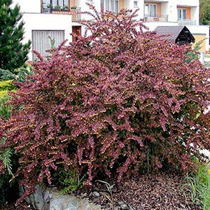 Барбарис тунберга "Red Dj"