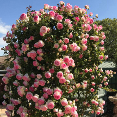 Роза "Pierre de Ronsard / Eden Rose 85"