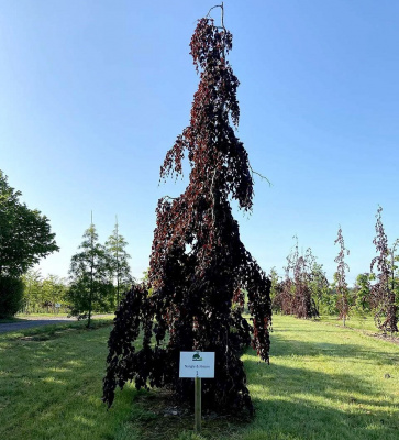 Бук европейский "Purple Fountain"