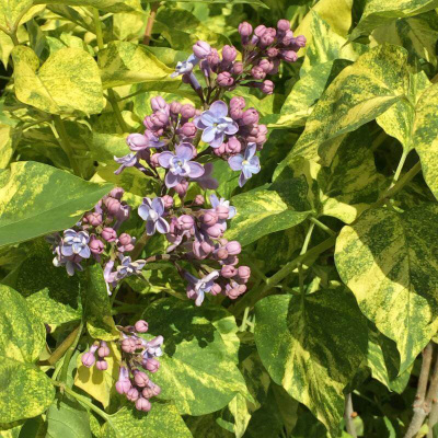 Сирень "Aucubaefolia"