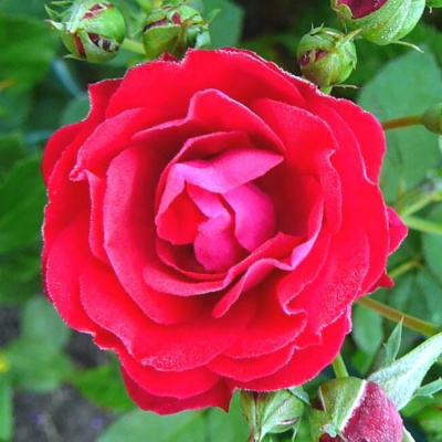 Роза "Morden Amorette"