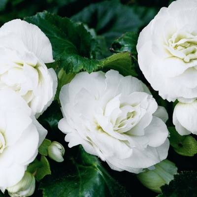Бегония клубневая "Double White"