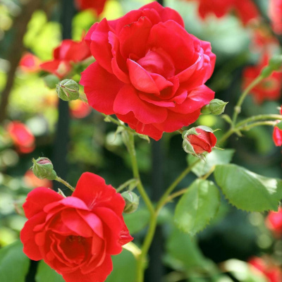 Роза "Scarlett O'Hara"