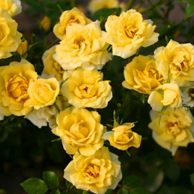 Роза "Yellow Fairy"