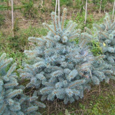 Ель колючая "Blue Trinket"
