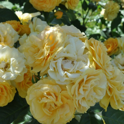 Роза "Anisade"