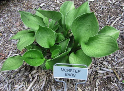 Хоста "Monster Ears"