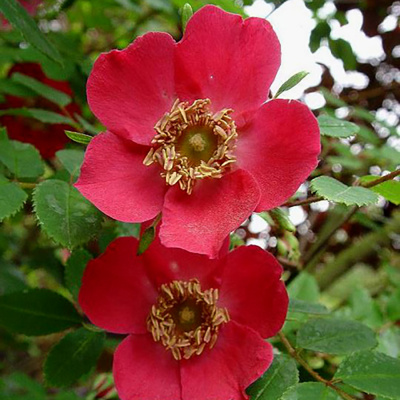 Роза "Geranium"