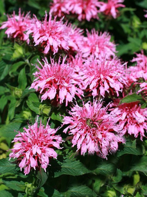 Монарда "Balmy Pink"