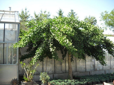 Гинкго билоба "China Pendula"