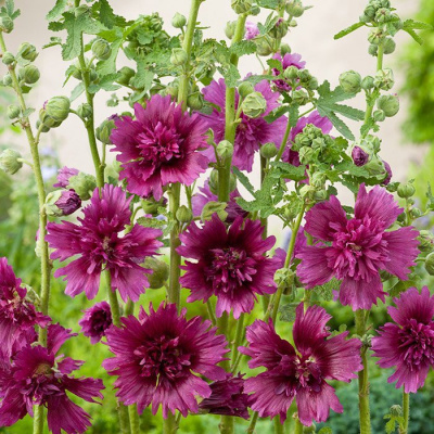Мальва розовая "Spring celebrities Purple"