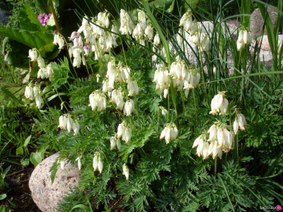 Дицентра красивая "Aurora"