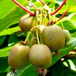 Актинидия джиральди "Туземка"