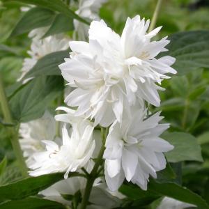 Чубушник "Minnesota Snowflake"