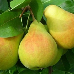 Груша "Любимица Яковлева"