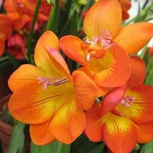Фрезия "Double Orange"