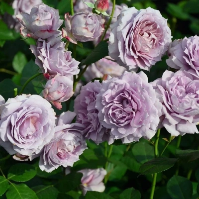 Роза "Novalis"